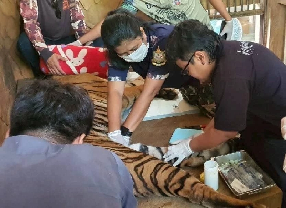 กลับมาเดินปร๋อ! สัตวแพทย์ บึงฉวาก เร่งช่วยเสือโคร่ง ภูเขียว