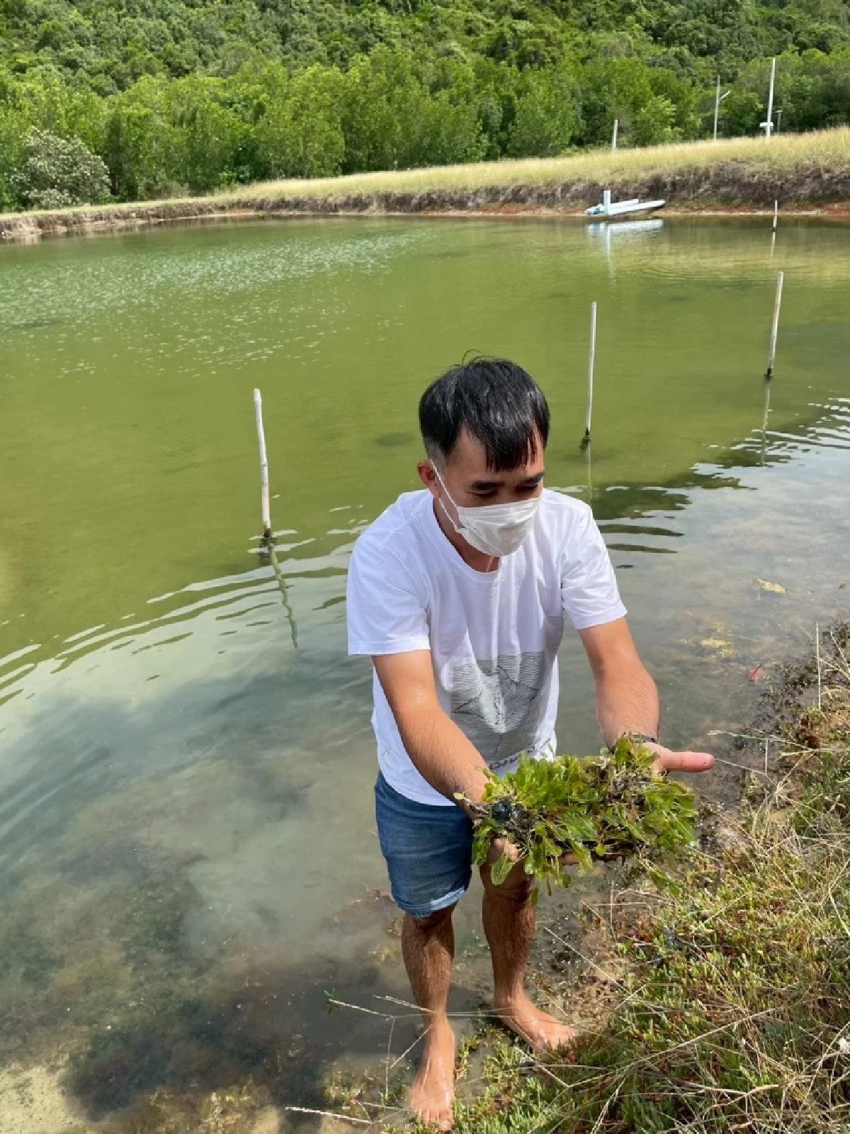 สุดเจ๋ง ม.เกษตรฯ เพาะเนื้อเยื่อหญ้าทะเลสำเร็จครั้งแรกของโลก