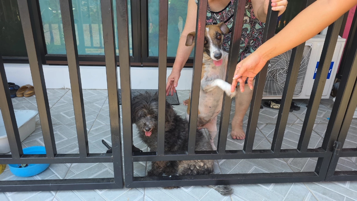 ไฟไหม้ตึกแถวสัตหีบ จนท.ลุยควันช่วย 2 สุนัขรอดหวุดหวิด