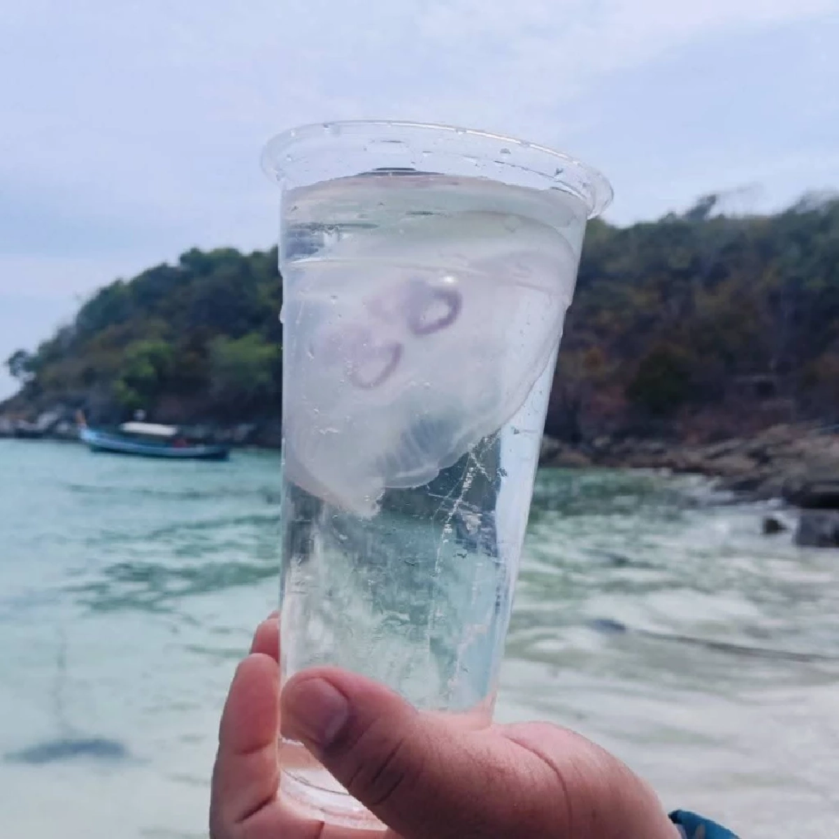 เตือนพบแมงกะพรุนพระจันทร์เกาะราชาใหญ่ ย้ำเลี่ยงสัมผัส