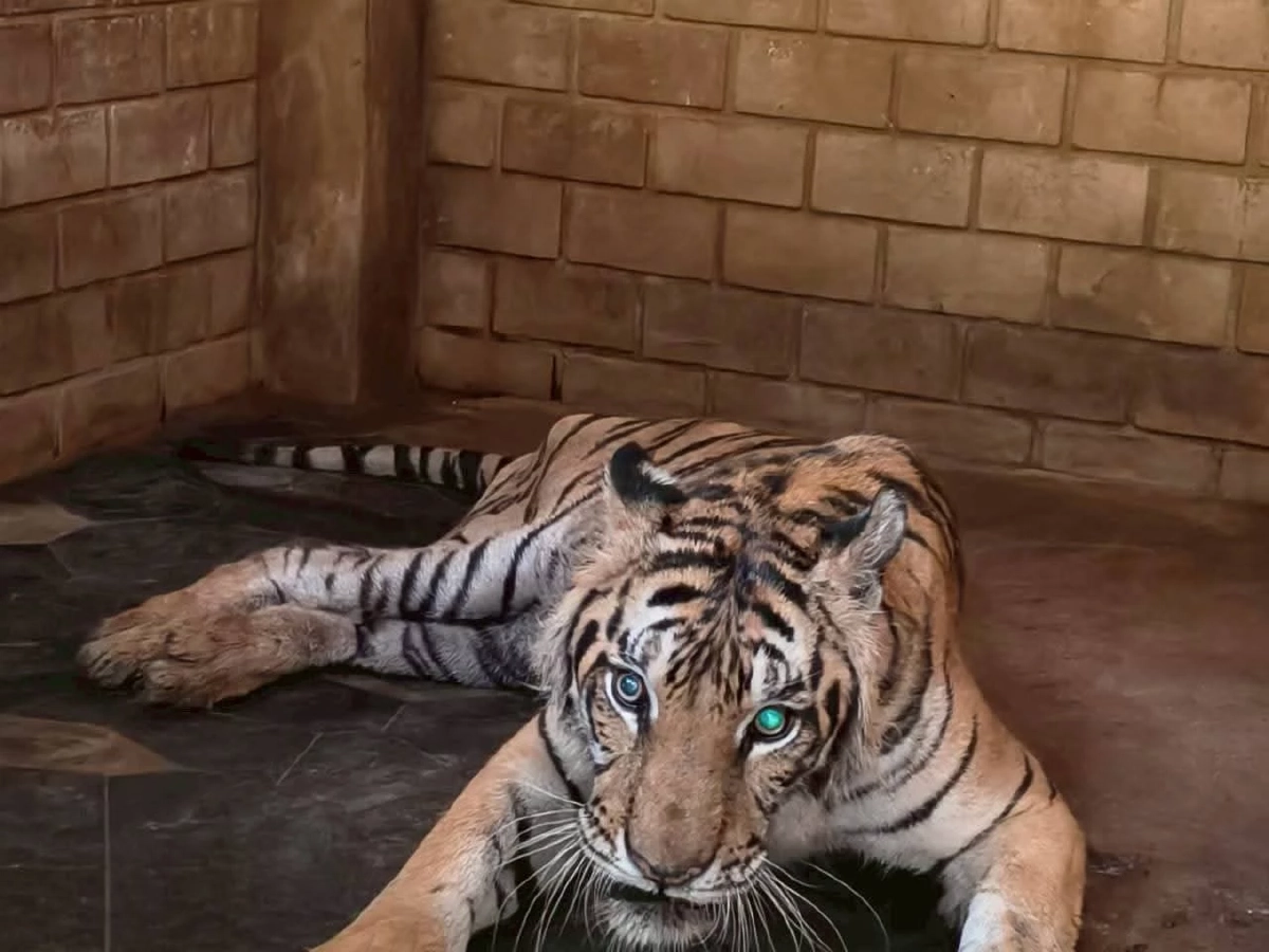 สัตวแพทย์เร่งยื้อชีวิต ข้าวผัด เสือโคร่งชรา หลังล้มป่วยกะทันหัน 