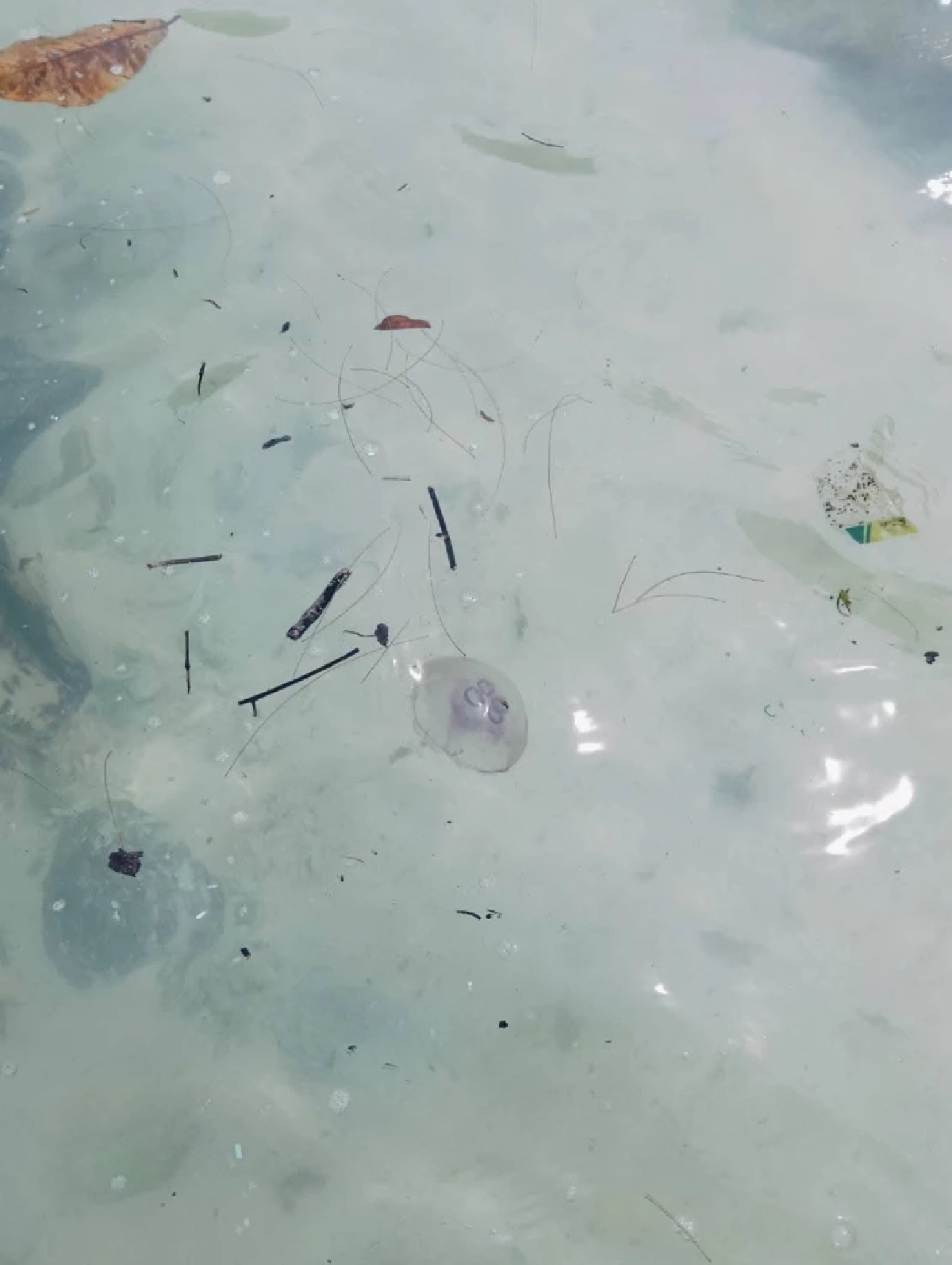 เตือนพบแมงกะพรุนพระจันทร์เกาะราชาใหญ่ ย้ำเลี่ยงสัมผัส