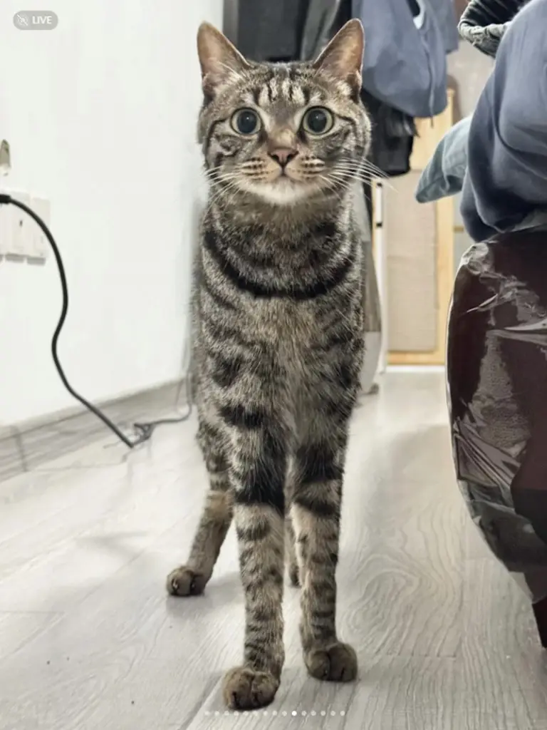 เปิดวาร์ป แมวขาเรียวสวยจนคนอิจฉา กลายเป็นขวัญใจชาวเน็ต