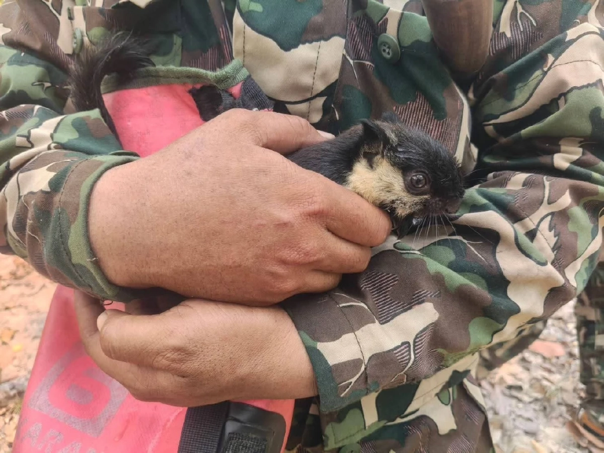 นาทีชีวิต! ช่วยลูกพญากระรอกดำ หนีตายจากวิกฤตไฟป่าสุดโหด