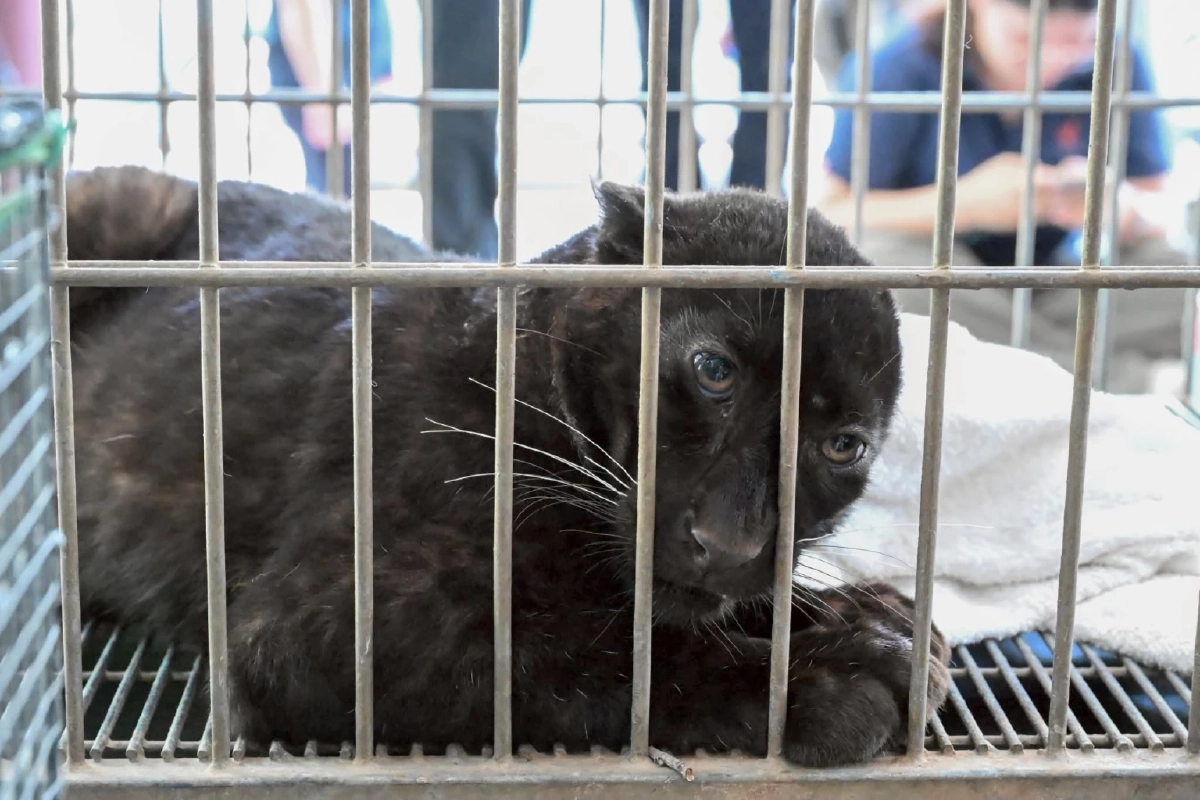 ส่องแผนแสบ! อ้างเป็นแมวดำที่แท้คือลูกเสือดำ จ่อส่งพม่า