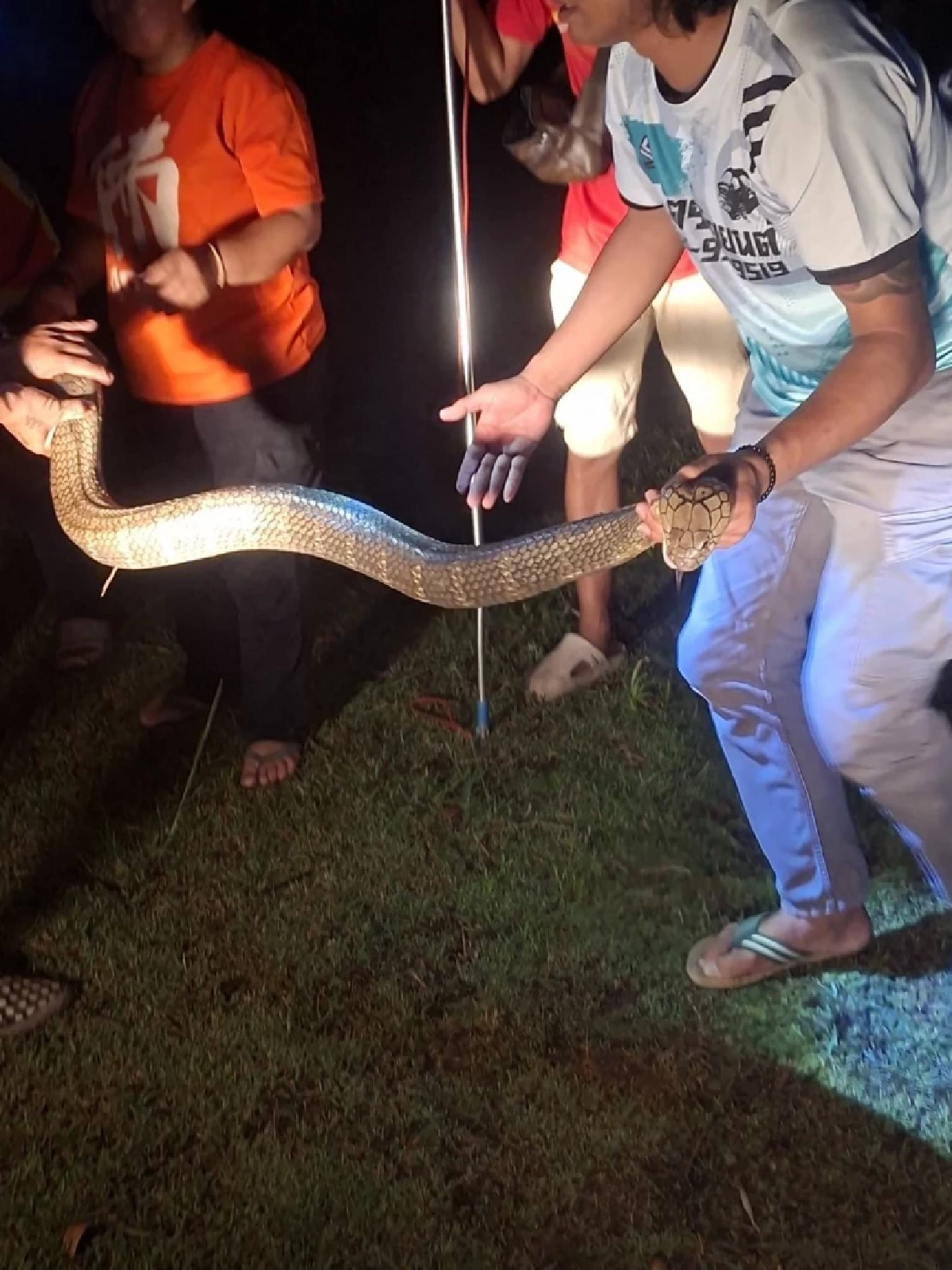 ส่องบ้านเลขที่ งูจงอางขนาดใหญ่ 4 เมตร เลื้อยซุกเข้าบ้าน