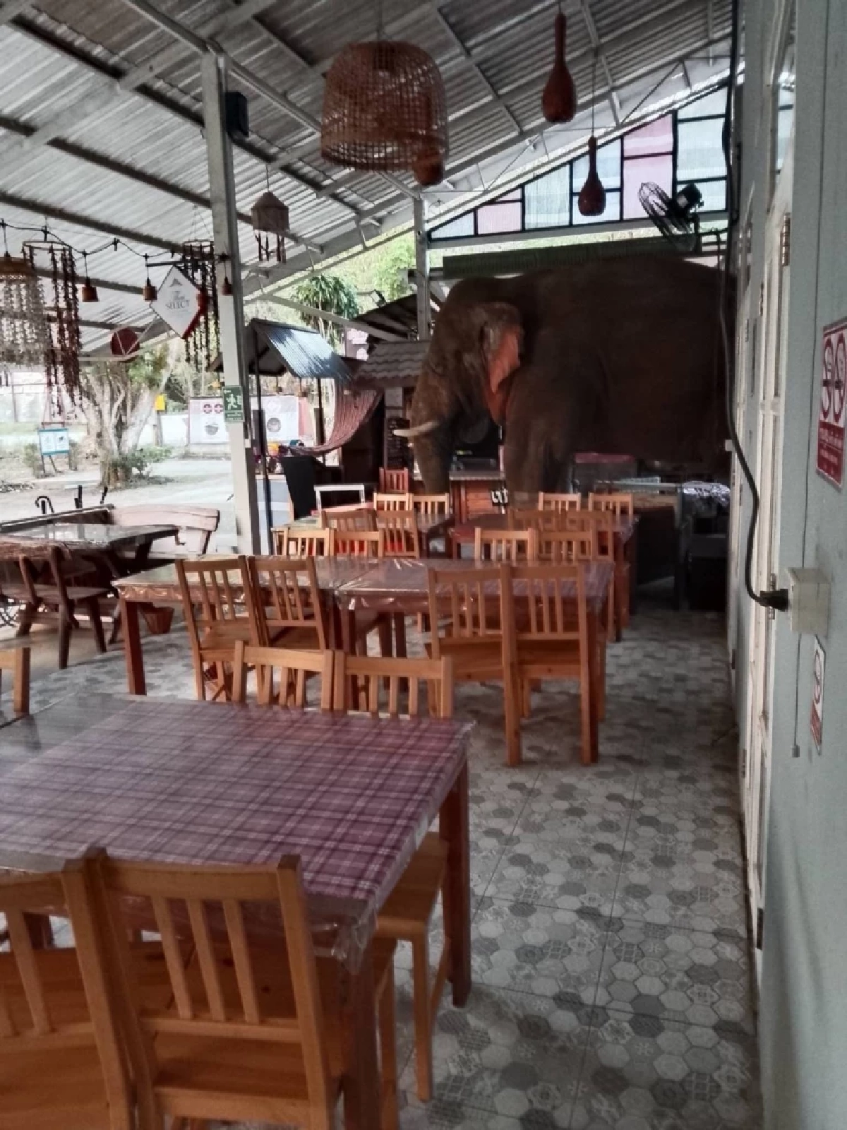 ช้างป่า "พลายเบี่ยงเล็ก" บุกรื้อร้านมิชลินเขาใหญ่พังยับรอบ 2