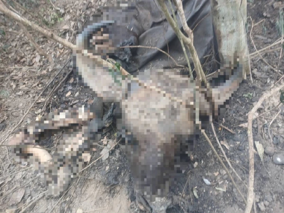 สั่งล่า! มือปืนเหี้ยมยิงกระทิงแก่งกระจานดับคาป่า 2 ตัว