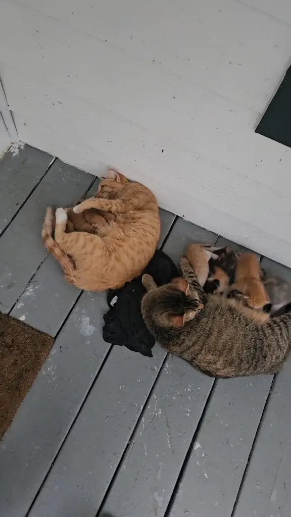 เอ็นดูหนักมาก หนุ่มเท็กซัสรับบทใหม่ มีลูกแมว 8 ตัวในวันเดียว