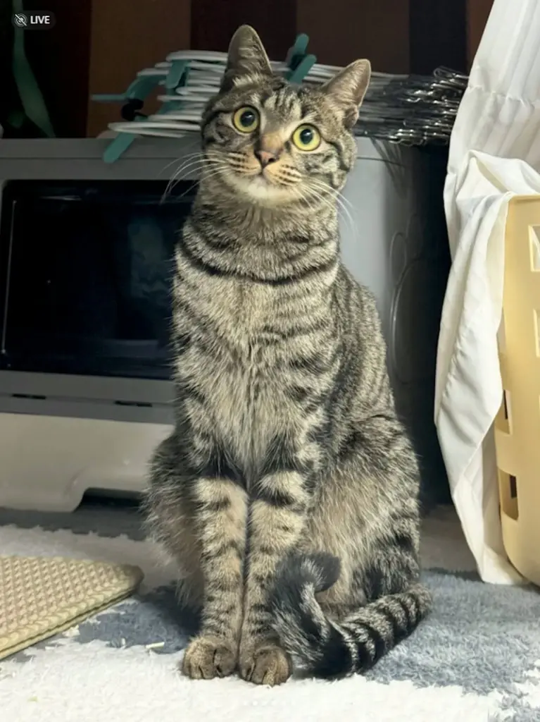 เปิดวาร์ป แมวขาเรียวสวยจนคนอิจฉา กลายเป็นขวัญใจชาวเน็ต