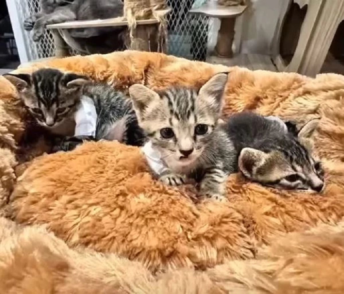 สลดหนัก ลูกแมว 3 ตัวเหยื่อคนเหี้ยม เห็นสายตาปวดใจ พวกหนูทำอะไรผิด