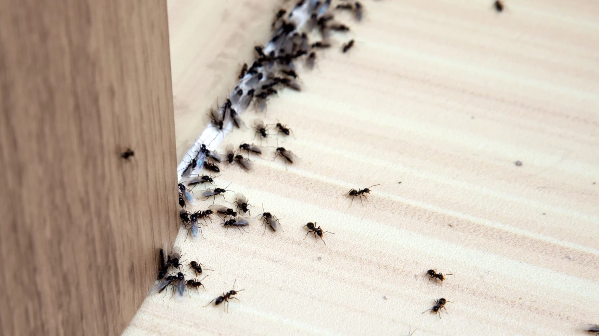 แก้ปัญหากวนใจ มดบุกบ้านซ้ำซาก เผยเคล็ดลับกำจัดให้หายขาด 