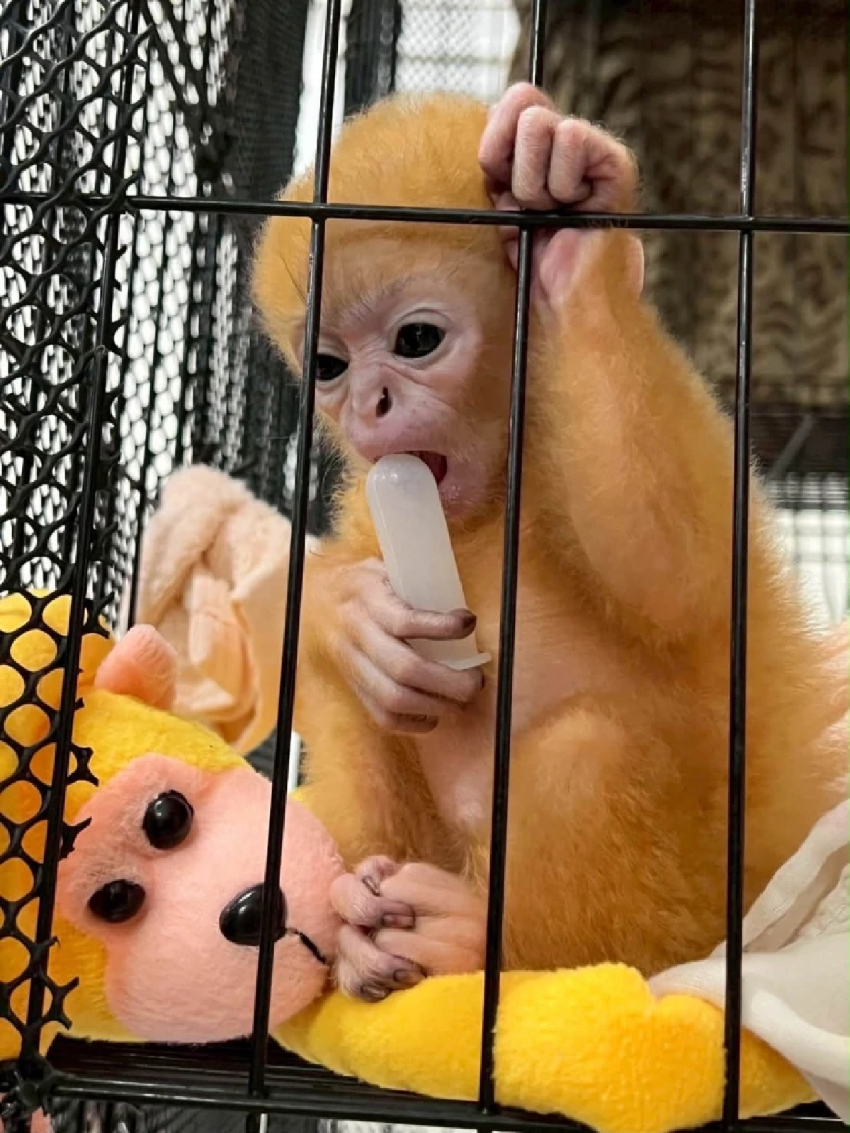 สวมบทแม่จำเป็น เจ้าหน้าที่ช่วยชีวิต ลูกค่างแว่น พลัดหลงในป่า