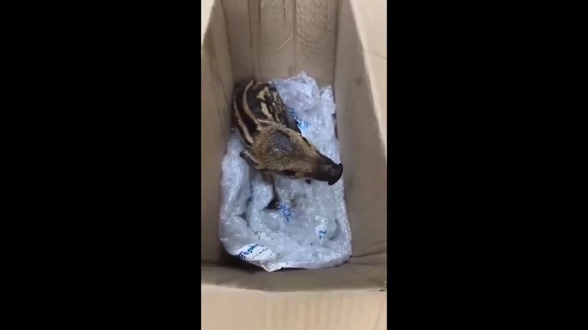 ช่วยลูกหมูป่า "บุญรอด" หนีไฟป่าเชียงดาว สภาพถูกไฟคลอกอิดโรย