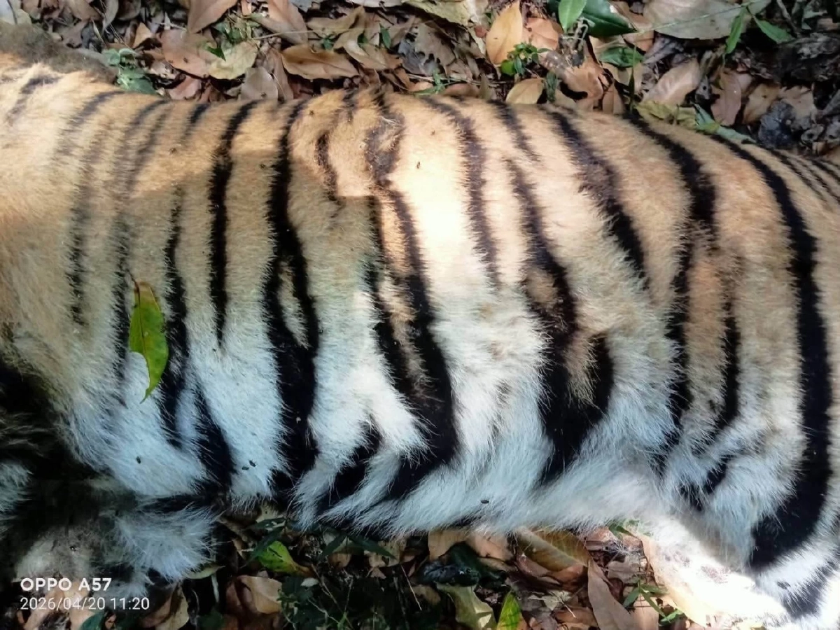 สลด! พบซากเสือโคร่งวัยรุ่นกลางป่าทุ่งใหญ่ฯ คาดศึกชิงถิ่น