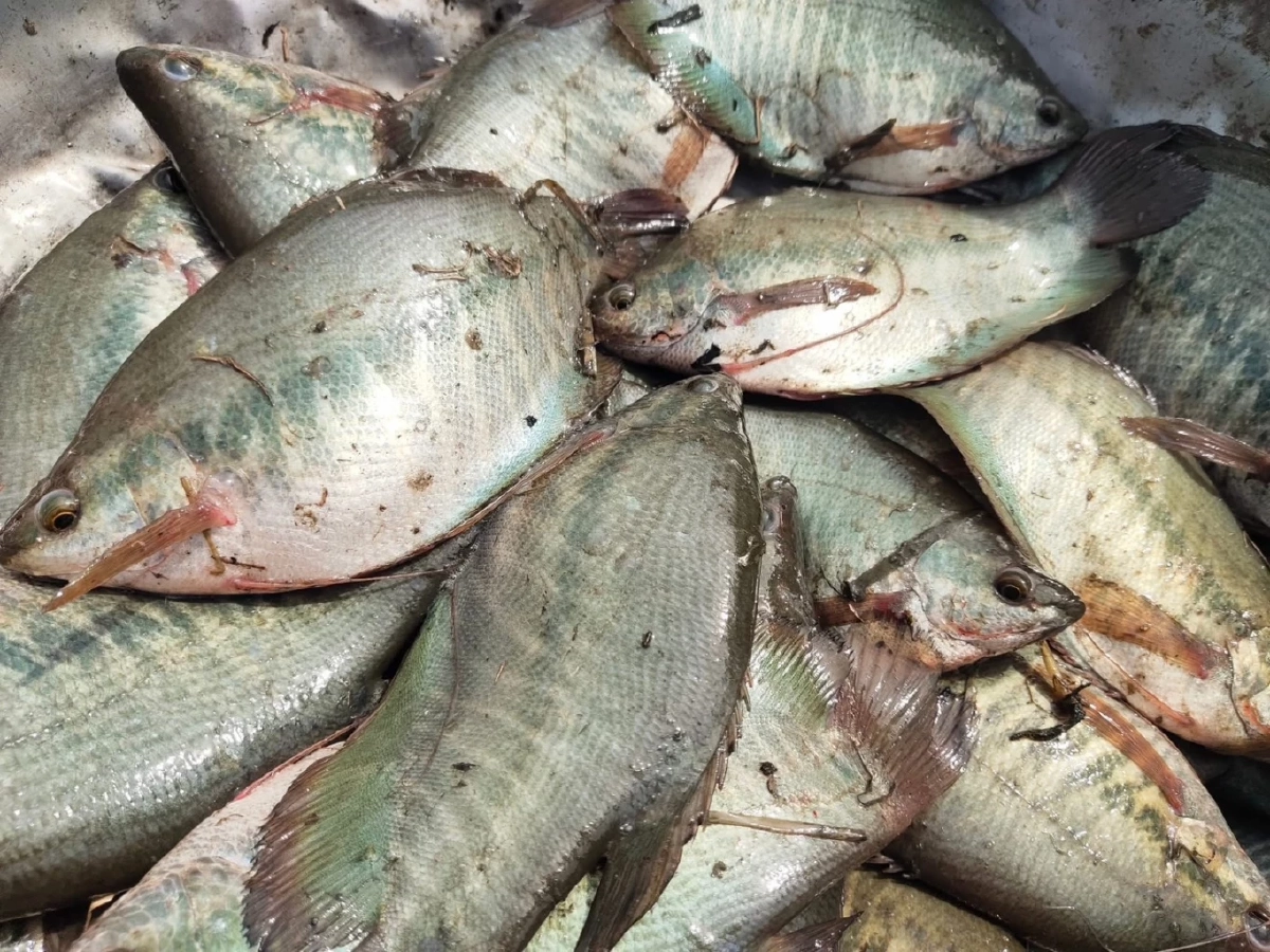 ขึ้นทะเบียน ปลาสลิดบ้านแพ้ว สินค้า GI น้องใหม่จังหวัดสมุทรสาคร