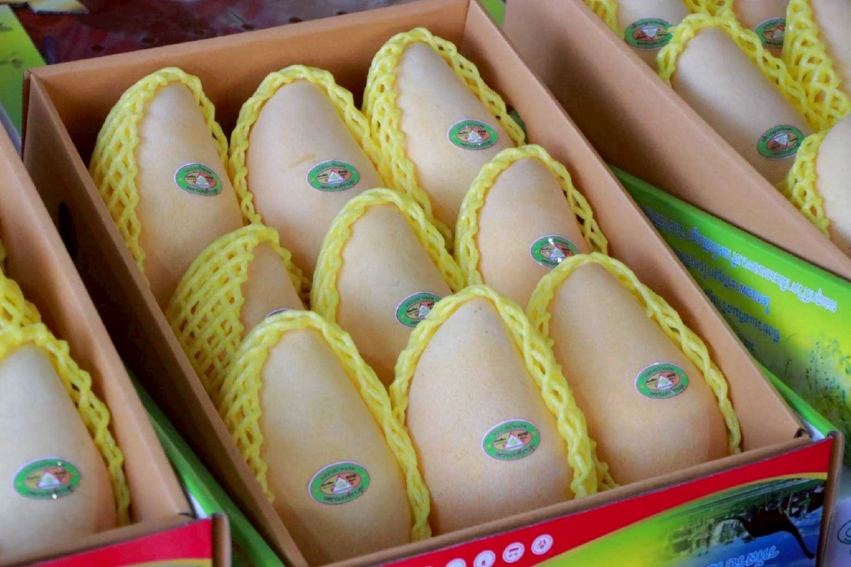 ชูของดี GI อีสาน “มะม่วงน้ำดอกไม้สีทองบ้านแฮดขอนแก่น” เสิร์ฟความหวานในงานแต่ง ณเดชน์–ญาญ่า