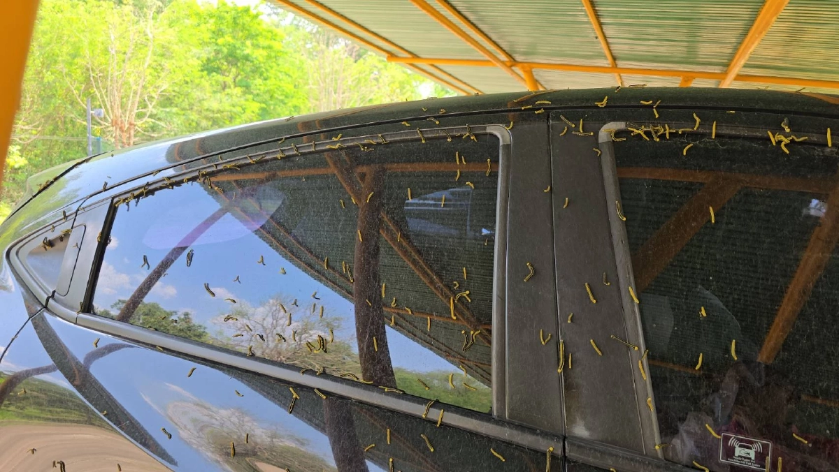 ขนลุกซู่! กองทัพหนอนนับหมื่นบุกปากช่อง ไต่ยั้วเยี้ยเต็มรถ