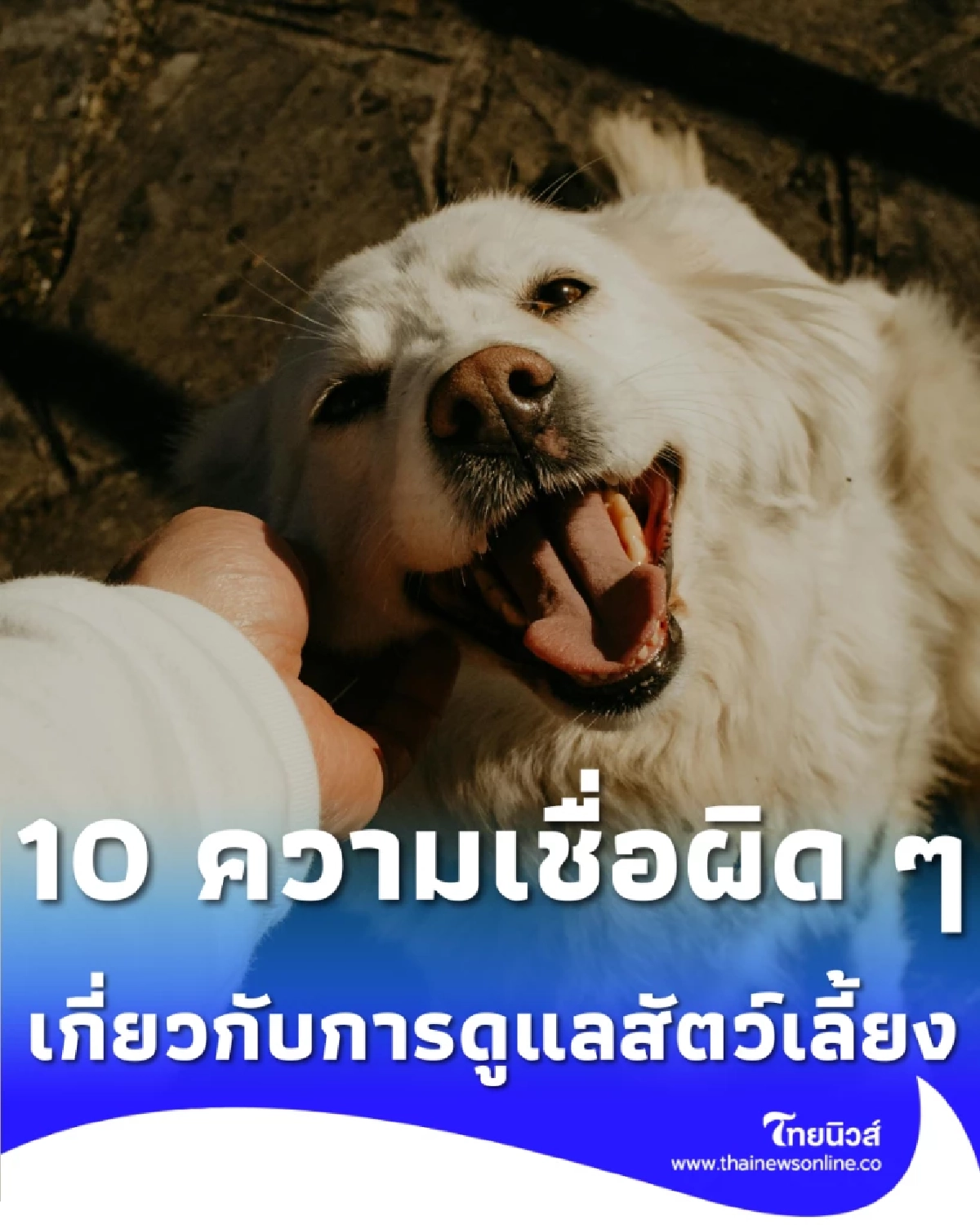 10 ความเชื่อผิด ๆ เกี่ยวกับการเลี้ยงสัตว์ ที่อาจส่งผลต่อน้องหมาน้องแมว