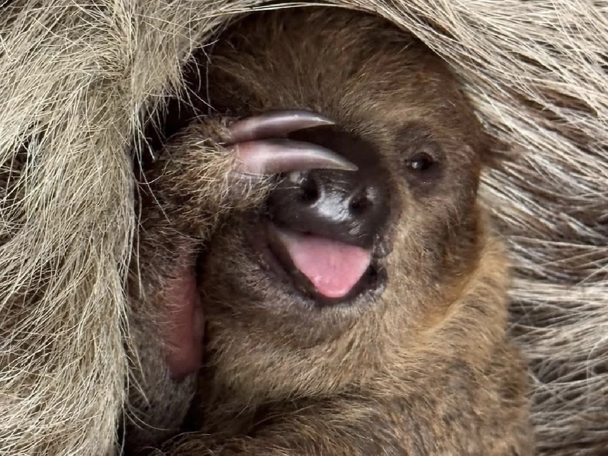 สวนสัตว์เปิดเขาเขียว ชวนโหวตชื่อลูกสล็อต ลุ้นรับรางวัลสุดพิเศษ