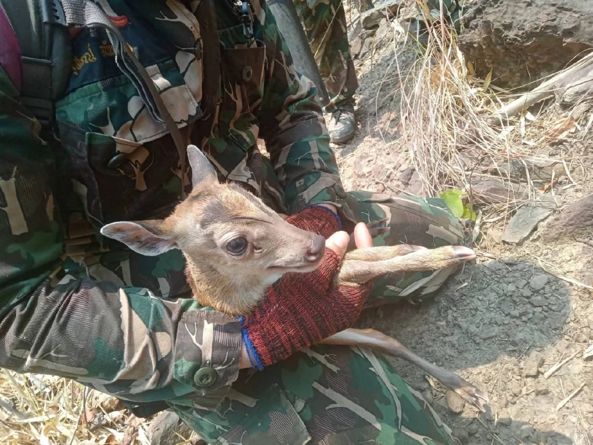 ใจสลาย! ลูกเก้งเขาหลวงวิ่งหนีไฟซบเจ้าหน้าที่ หลังมนุษย์เผาป่า