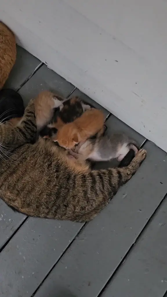 เอ็นดูหนักมาก หนุ่มเท็กซัสรับบทใหม่ มีลูกแมว 8 ตัวในวันเดียว