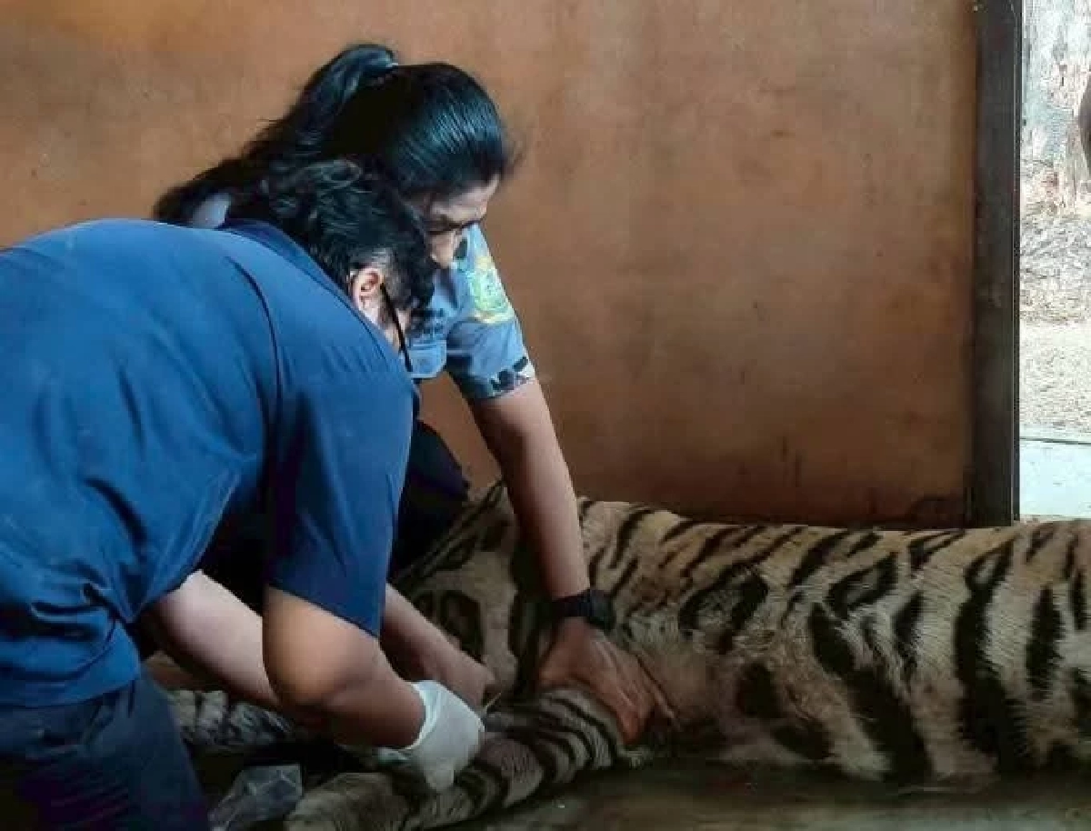 สัตวแพทย์เร่งยื้อชีวิต ข้าวผัด เสือโคร่งชรา หลังล้มป่วยกะทันหัน 