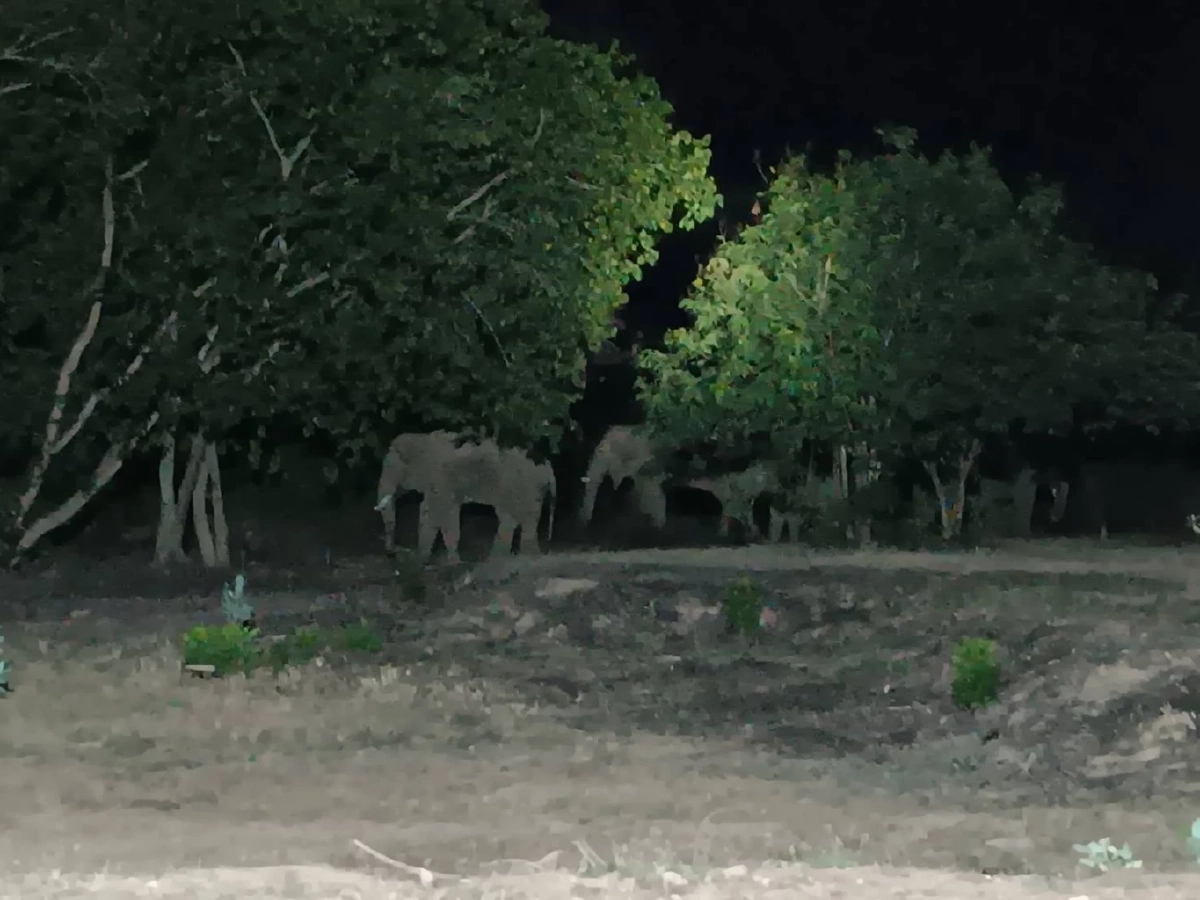 ทีมแพทย์เร่งช่วย "พลายบิด" ช้างป่าเขาอ่างฤาไน อาการน่าเป็นห่วง