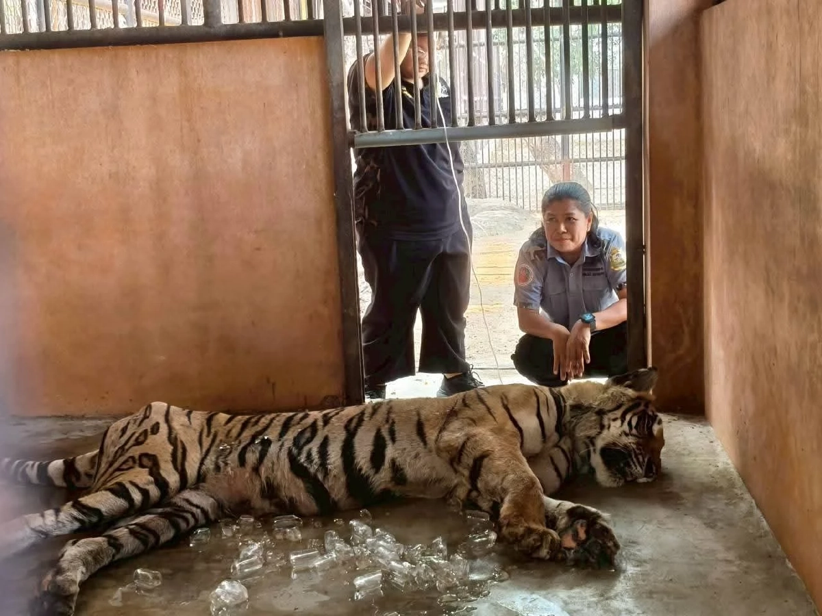 สัตวแพทย์เร่งยื้อชีวิต ข้าวผัด เสือโคร่งชรา หลังล้มป่วยกะทันหัน 