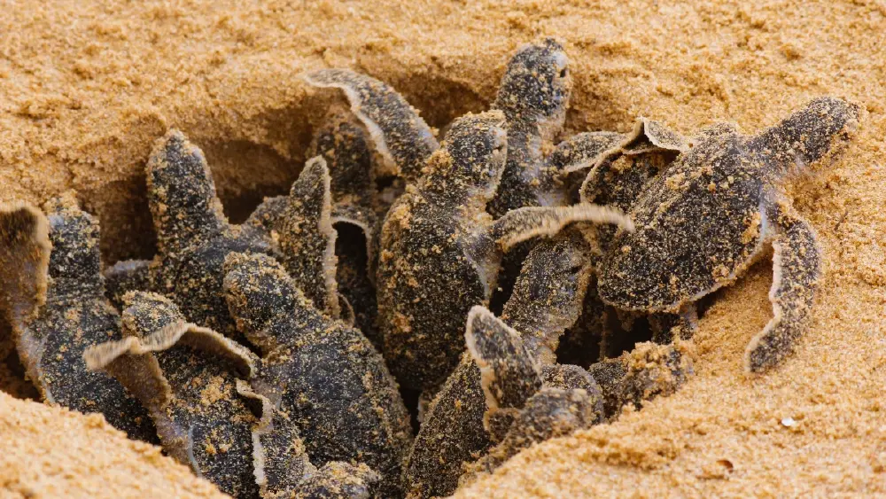 23 พฤษภาคม ถูกกำหนดให้เป็น วันเต่าโลก (World Turtle Day)