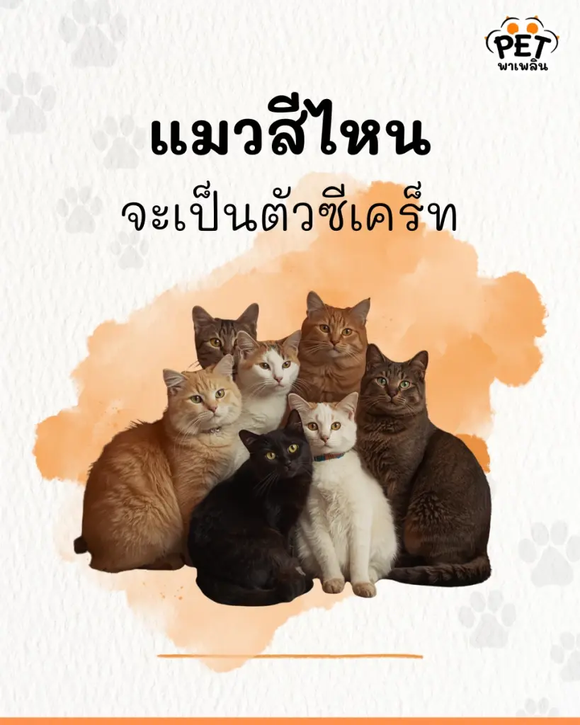 เปิดสถิตินิสัยแมวตามสีขน เช็กพฤติกรรมแต่ละสีต่างกันอย่างไร
