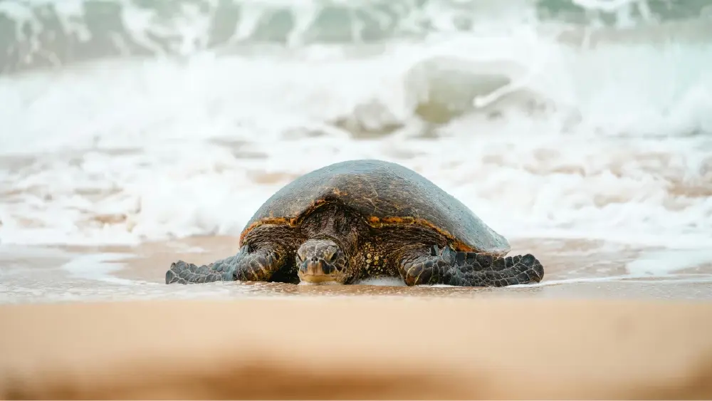 23 พฤษภาคม ถูกกำหนดให้เป็น วันเต่าโลก (World Turtle Day)