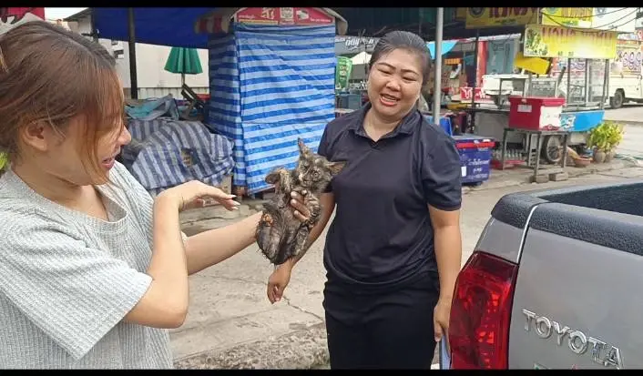 ชัยภูมิช่วยวุ่น! ลูกแมวติดใต้ท้องรถกระบะ คอหวยลุ้นเลขเด็ด