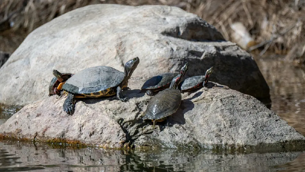 23 พฤษภาคม ถูกกำหนดให้เป็น วันเต่าโลก (World Turtle Day)