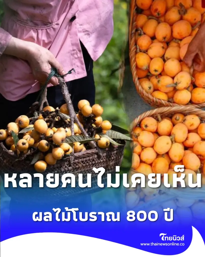 หวานฉ่ำข้ามกาลเวลา ตามไปดู 'ปีแป๋' ผลไม้โบราณ 800 ปี แห่งมณฑลอันฮุย