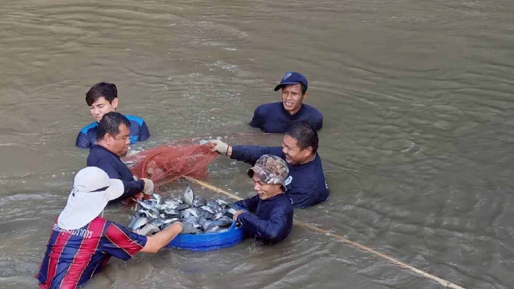 เปิดอีกมุม "ปลาหมอคางดำ"  เรื่องเก่าที่ถูกเต้าข่าวจนคลุ้ง
