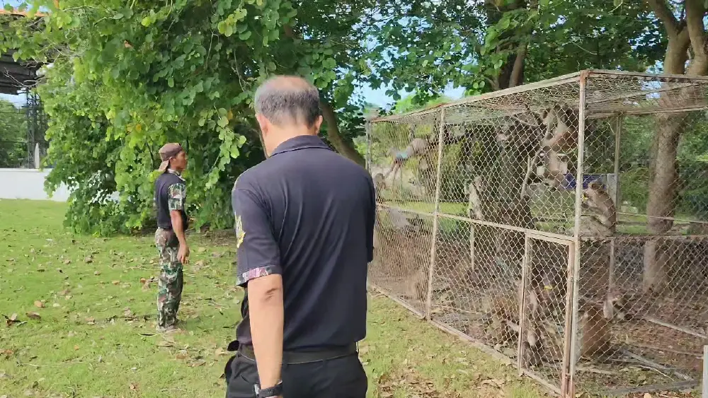 ลุยทำหมันลิงแสมอ่าวนาง สกัดวิกฤตประชากรลิงพุ่งบุกป่วนเมือง