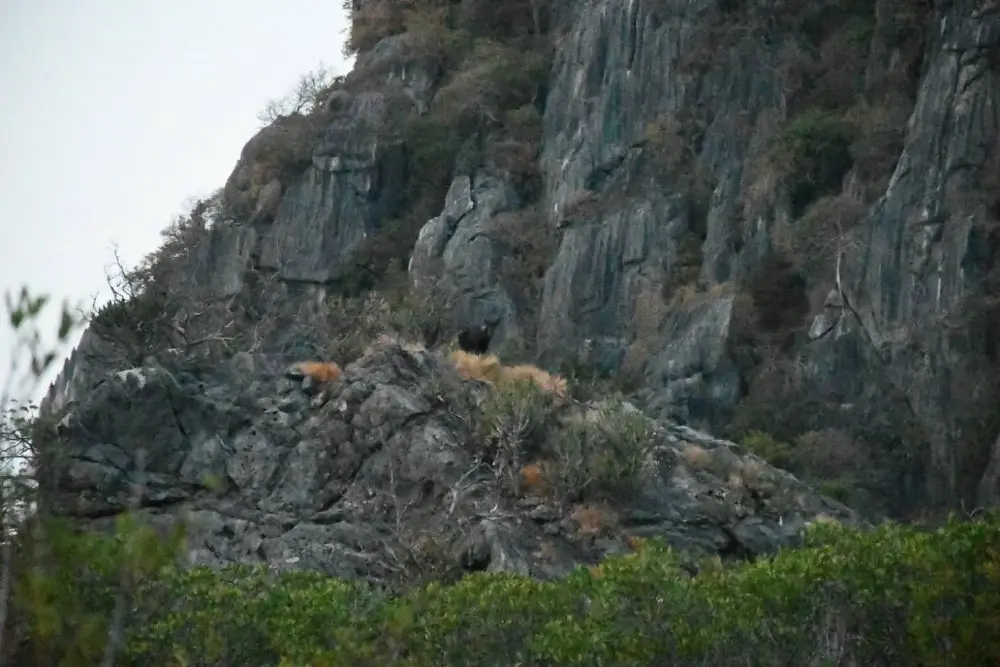 นาทีทอง! หัวหน้าอุทยานฯ แชะภาพเลียงผาสงวน โผล่กลางหน้าผา