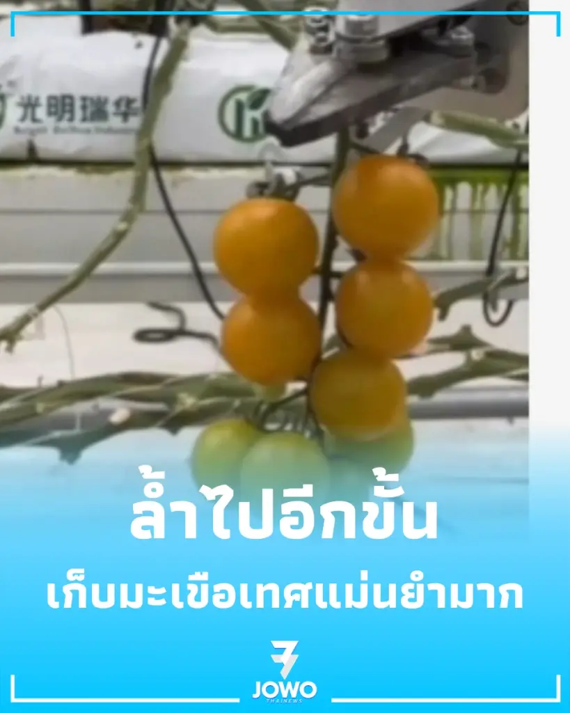 ล้ำไปอีกขั้น จีนเปิดตัว หุ่นยนต์เก็บมะเขือเทศ พลัง AI แม่นยำทะลุ 90%