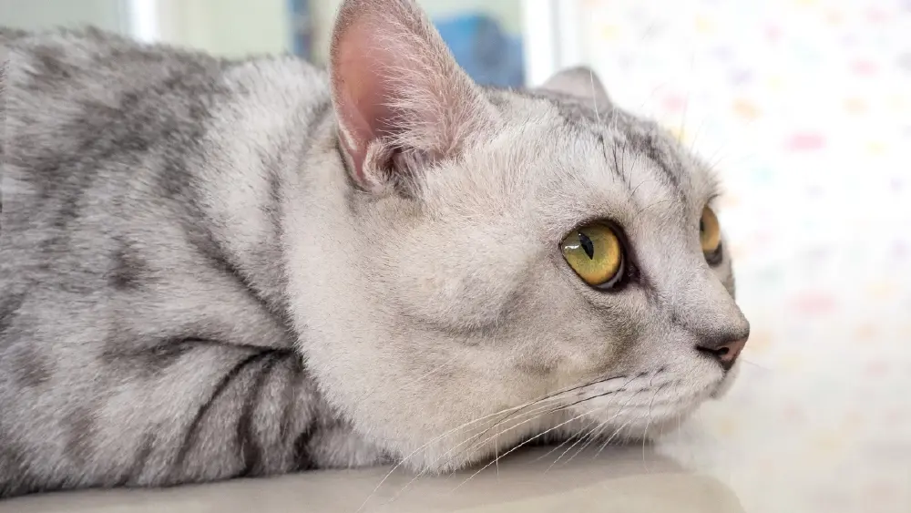 ถอดรหัสลับ 5 เหตุผลเมื่อแมวถอนหายใจใส่หน้า ฟินจัดหรือแค่ประชด