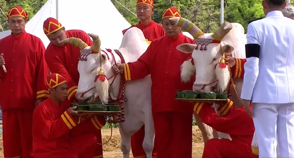 เปิดผลเสี่ยงทาย วันพืชมงคล 69 พระโค กินถั่ว น้ำ หญ้า เหล้า