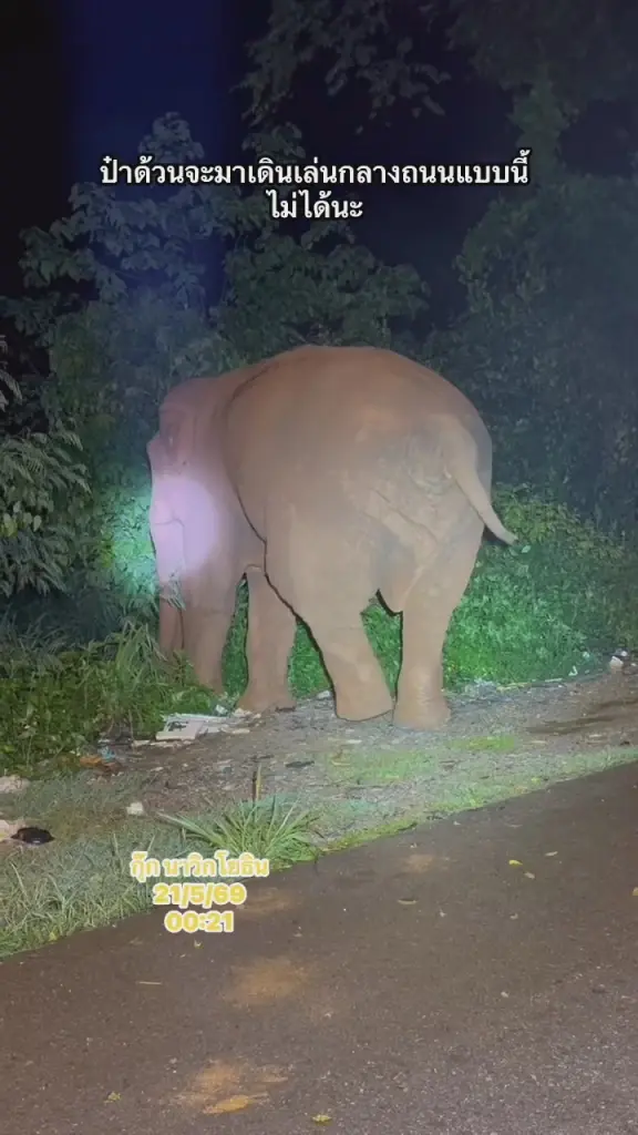 พลายด้วน ช้างป่าเขาใหญ่ โผล่เดินหากินในชุมชนหมูสี โคราช