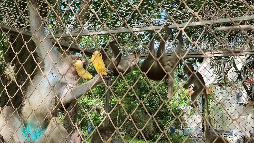 ลุยทำหมันลิงแสมอ่าวนาง สกัดวิกฤตประชากรลิงพุ่งบุกป่วนเมือง