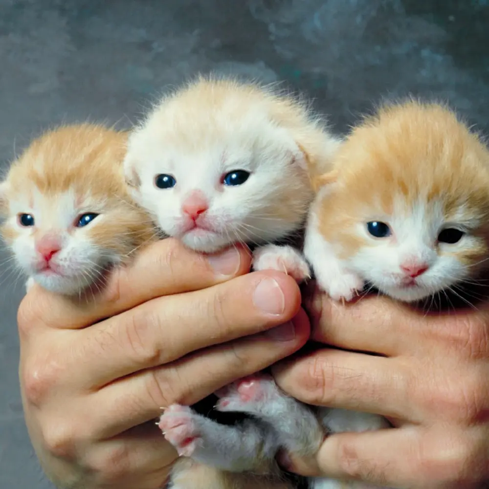 เผยความลับพันธุศาสตร์ ทำไมลูกแมวครอกเดียวกันมีสีขนต่างกัน