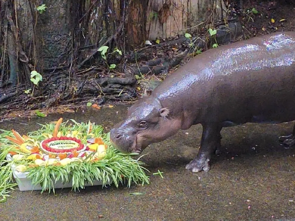 สวนสัตว์เปิดเขาเขียว จัดเค้กผลไม้ยักษ์ฉลองวันเกิด 14 ปี หมูมะนาว
