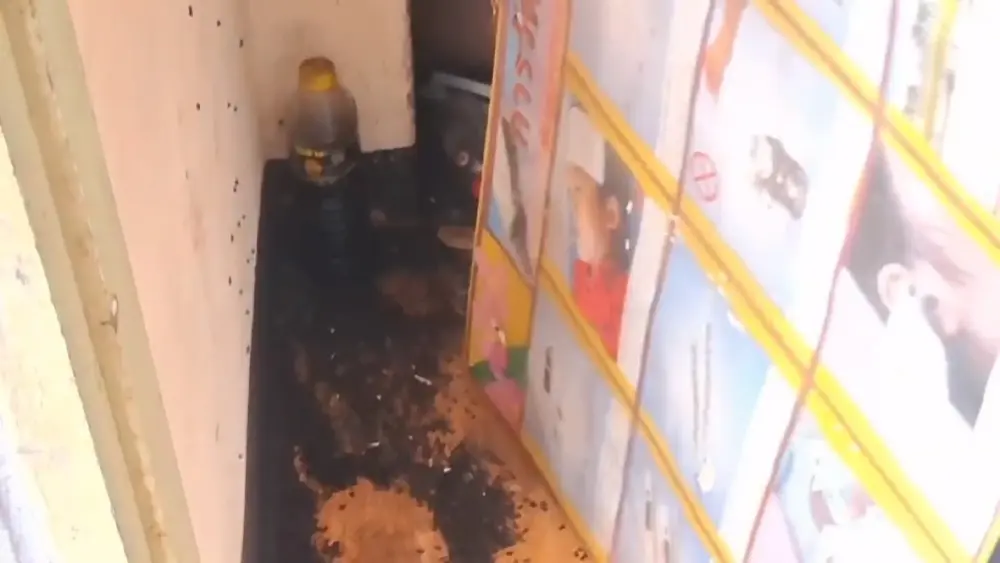 ครูนักเรียนผวา แมลงปีกแข็งนับล้านบุกโรงเรียนสูงเนิน