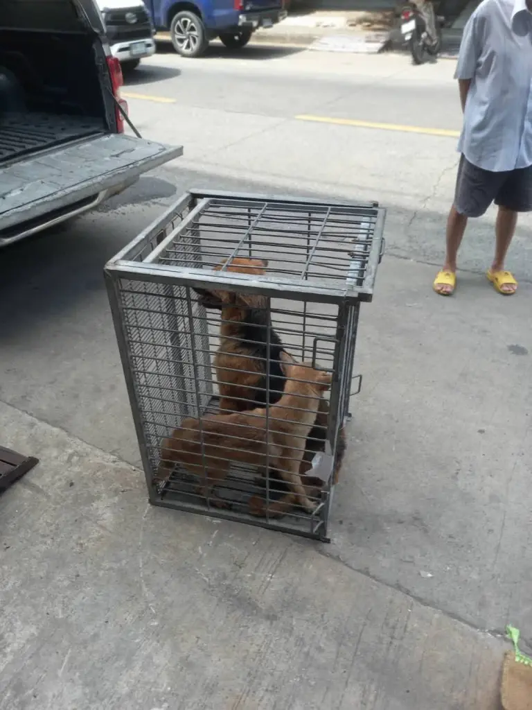 สลดเจ้าของเสียชีวิตคาบ้าน หมา 6 ตัวเฝ้าร่างไม่ห่าง