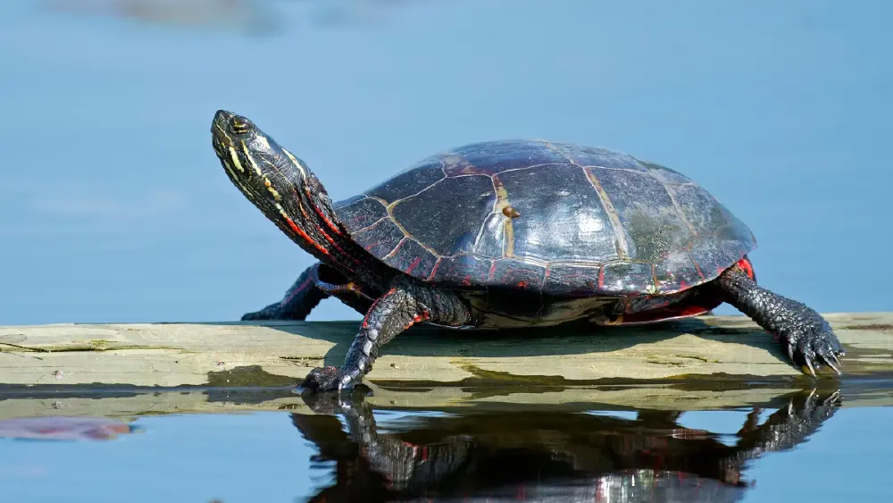 23 พฤษภาคม ถูกกำหนดให้เป็น วันเต่าโลก (World Turtle Day)