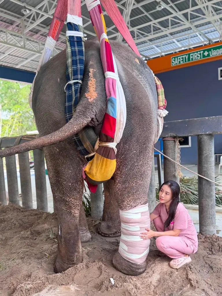 น้ำตาร่วง! เปิดภาพล่าสุด "พลายเดียว" ขาหัก 3 เดือน หมอโบว์ยอมรับอาการไม่สู้ดี