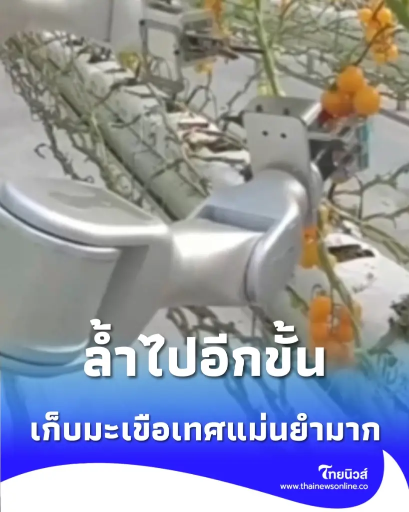 ล้ำไปอีกขั้น จีนเปิดตัว หุ่นยนต์เก็บมะเขือเทศ พลัง AI แม่นยำทะลุ 90%
